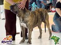 In Memorian - Fila Brasileiro Tigrado - Canil Singular - Manhoza